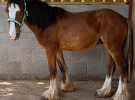 Stunning Traditional Cob Gelding