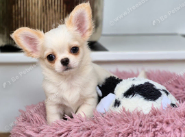 Beautiful White & Cream Long coat Male Chihuahua