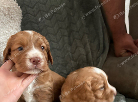 Reduced kc working puppies