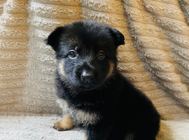 German Shepherd Puppies