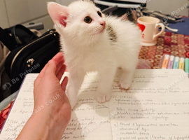 A beautiful kitten for sale