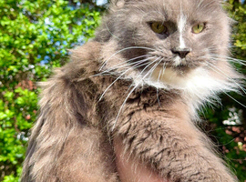 Female maincoon