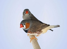 Zebra finches