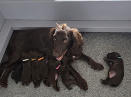 Amazing Litter of Working Cocker Spaniels Sired by FTCh Heolybwlch Denman