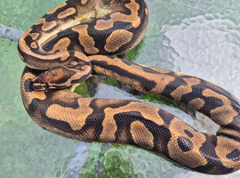 Royal pythons for sale