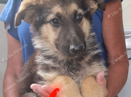 beautiful boy german shepard pup