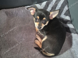 Chihuahua boy in Bradford