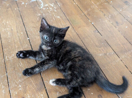 3 Female Kittens for sale