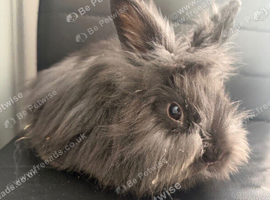Angora lion head mixed breed