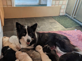 Swiss shepherd x husky x border collie puppies