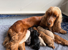 Stunning F1 Cockapoo Puppies (Show Type) &ndash; Rare Colours & Wonderful Temperaments!