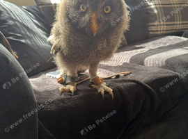 Great grey 3 month owl.