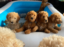 4 golden doodles left!