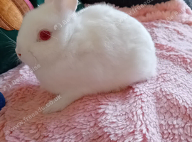 Pure bred Netherland Dwarf girl