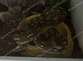 Reticulated python