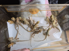 Baby Bearded Dragons- Ashford TW15