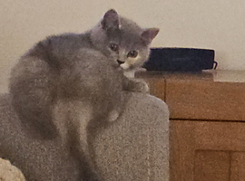 Beautiful  British shorthair girl ready for new hone