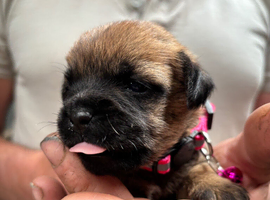 ONE  GIRL LEFT !  beautiful border terrier pups