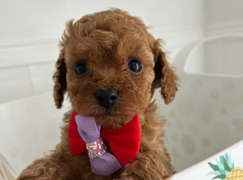 Very RARE pocket sized Asian poodle x cavapoo puppies