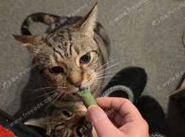 Tabby cat