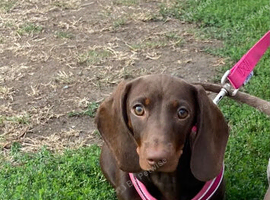 Dachshund