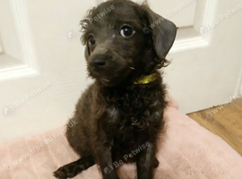 2 toy poodle pups left REDUCED