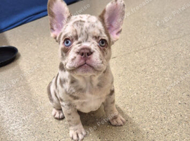 French bulldogs pups