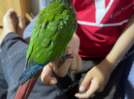 Hand reared tame conure baby