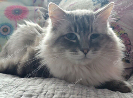 Ragdoll for new home
