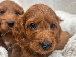 Cavapoo puppies