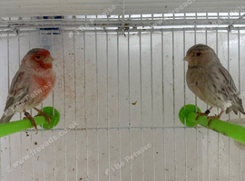 pair of 2025 canary