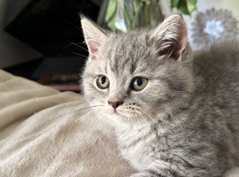 British short hair kittens