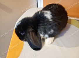 Pure mini lop ready to reserve