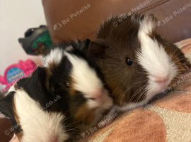 Guinea pigs for sale
