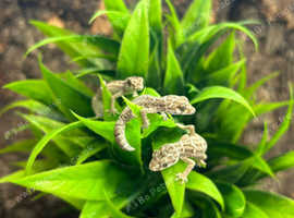Viper Geckos at Birmingham Reptiles