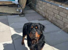 Long haired Rottweiler