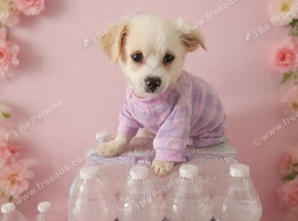 FLUFFY WHITE CHIHUAHUA IN LEYTON