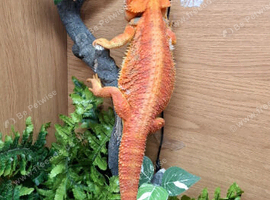 2 year old beared dragon