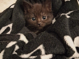 Looking for Forever homes