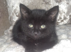black kittens looking for new home