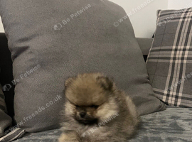 Pomeranian puppies