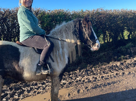 Flo 13hh Traditional Cob Mare