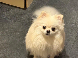 rehome my pomeranian dog