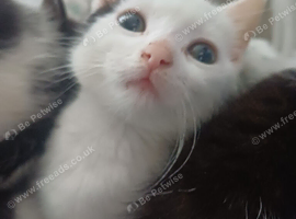 Beautiful black and white kittens