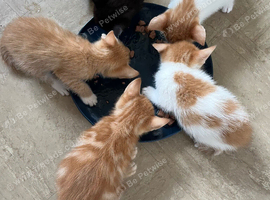 5 kittens for sale