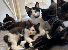 Affectionate loving kittens looking for forever home.