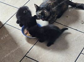 2 black cats