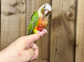 Pineapple conure