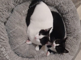 Kitten