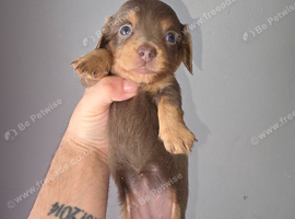 Wired Haired - Long Haired Dachshund Puppies